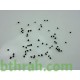 بذور زهور فم السمكة(Antirrhinum Majus)