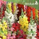 بذور زهور فم السمكة(Antirrhinum Majus) بذور زهور فم السمكة(Antirrhinum Majus)