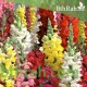 بذور زهور فم السمكة(Antirrhinum Majus) بذور زهور فم السمكة(Antirrhinum Majus)