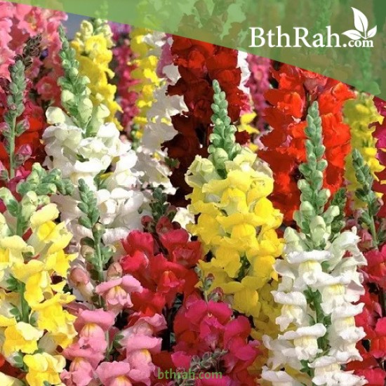 بذور زهور فم السمكة(Antirrhinum Majus)