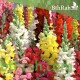 بذور زهور فم السمكة(Antirrhinum Majus)