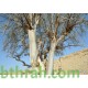 بذور اليسر او البان العربي او المورينقا العربي (Moringa) بذور اليسر او البان العربي او المورينقا العربي (Moringa)