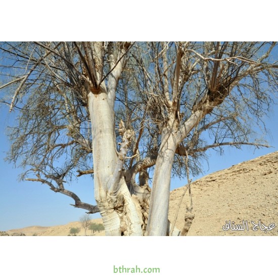 بذور اليسر او البان العربي او المورينقا العربي (Moringa) بذور اليسر او البان العربي او المورينقا العربي (Moringa)