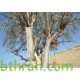 بذور اليسر او البان العربي او المورينقا العربي (Moringa) بذور اليسر او البان العربي او المورينقا العربي (Moringa)