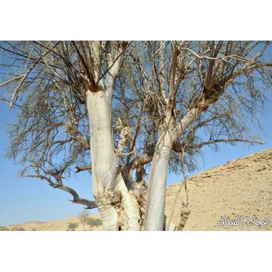 اليسر المورينقا