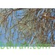 بذور اليسر او البان العربي او المورينقا العربي (Moringa) بذور اليسر او البان العربي او المورينقا العربي (Moringa)