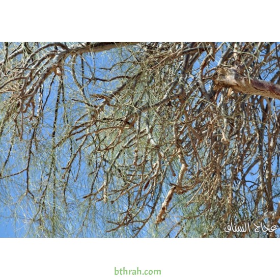 بذور اليسر او البان العربي او المورينقا العربي Moringa 30