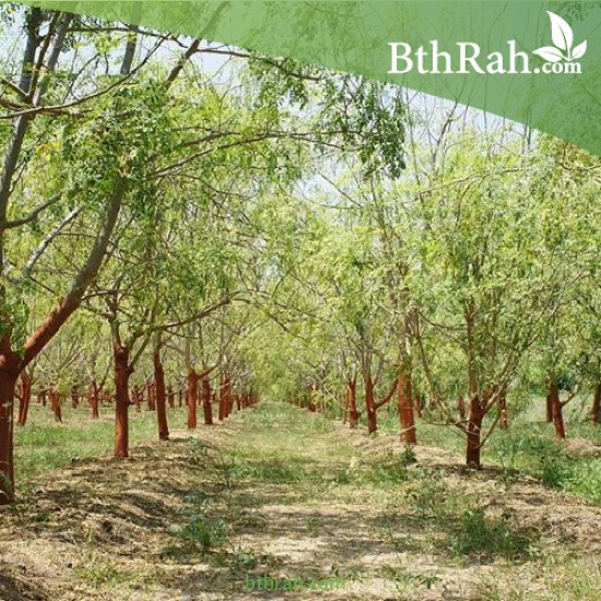 بذور اليسر او البان العربي او المورينقا العربي (Moringa) بذور اليسر او البان العربي او المورينقا العربي (Moringa)