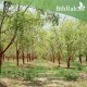 بذور اليسر او البان العربي او المورينقا العربي (Moringa) بذور اليسر او البان العربي او المورينقا العربي (Moringa)