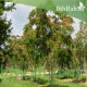 بذور شجـرة اللبخ الاحمر-ألبيزيا زهرة الحريرAlbizia julibrissin بذور شجـرة اللبخ الاحمر-ألبيزيا زهرة الحريرAlbizia julibrissin