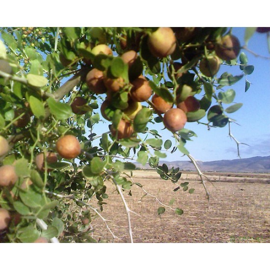 النبق العبري السدر البلدي بذور بذرة