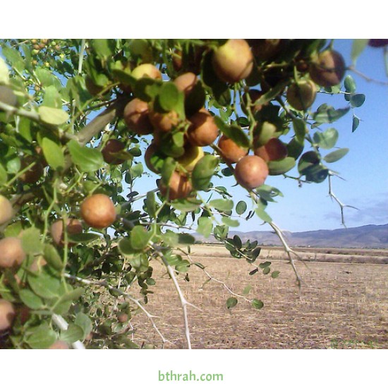 بذور شجرة السدر البلدي (النبق) Ziziphus spina-christi بذور شجرة السدر البلدي (النبق) Ziziphus spina-christi