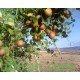 بذور شجرة السدر البلدي (النبق) Ziziphus spina-christi بذور شجرة السدر البلدي (النبق) Ziziphus spina-christi