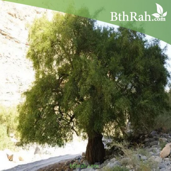 بذور شجرة السدر البلدي (النبق) Ziziphus spina-christi بذور شجرة السدر البلدي (النبق) Ziziphus spina-christi