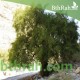 بذور شجرة السدر البلدي (النبق) Ziziphus spina-christi بذور شجرة السدر البلدي (النبق) Ziziphus spina-christi