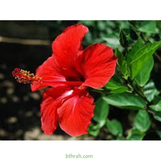 بذور شجيرة الكركديه “الهيبسكوس” Hibiscus sabdariffa بذور شجيرة الكركديه “الهيبسكوس” Hibiscus sabdariffa