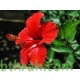 بذور شجيرة الكركديه “الهيبسكوس” Hibiscus sabdariffa بذور شجيرة الكركديه “الهيبسكوس” Hibiscus sabdariffa