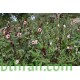 بذور شجيرة الكركديه  “الهيبسكوس” Hibiscus sabdariffa