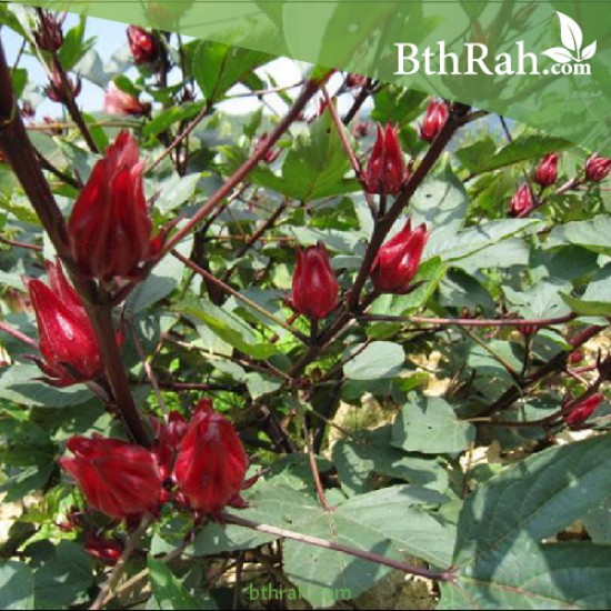 بذور شجيرة الكركديه “الهيبسكوس” Hibiscus sabdariffa بذور شجيرة الكركديه “الهيبسكوس” Hibiscus sabdariffa