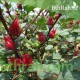 بذور شجيرة الكركديه “الهيبسكوس” Hibiscus sabdariffa بذور شجيرة الكركديه “الهيبسكوس” Hibiscus sabdariffa