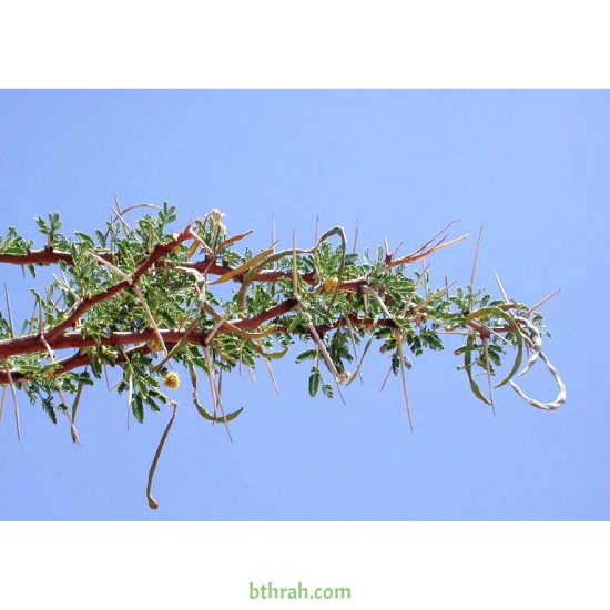 بذور شجرة السلم - Acacia ehrenbergiana