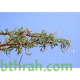 بذور شجرة السلم - Acacia ehrenbergiana بذور شجرة السلم - Acacia ehrenbergiana