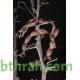 بذور شجرة السلم - Acacia ehrenbergiana
