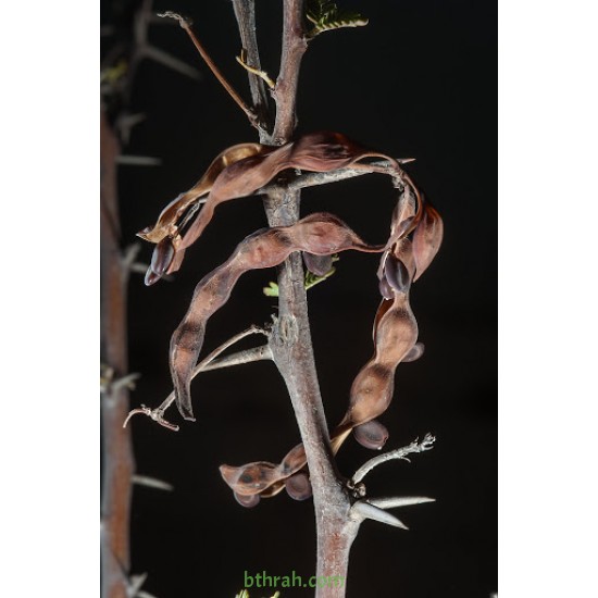 بذور شجرة السلم - Acacia ehrenbergiana بذور شجرة السلم - Acacia ehrenbergiana