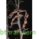 بذور شجرة السلم - Acacia ehrenbergiana بذور شجرة السلم - Acacia ehrenbergiana