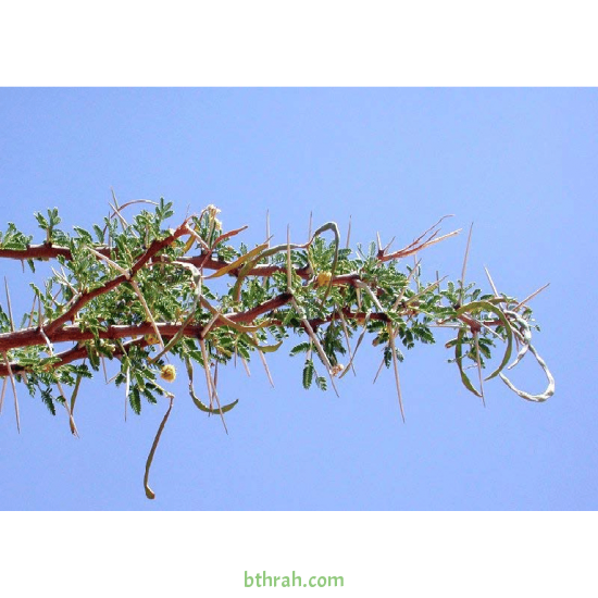 بذور شجرة السلم - Acacia ehrenbergiana بذور شجرة السلم - Acacia ehrenbergiana