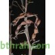 بذور شجرة السلم - Acacia ehrenbergiana بذور شجرة السلم - Acacia ehrenbergiana