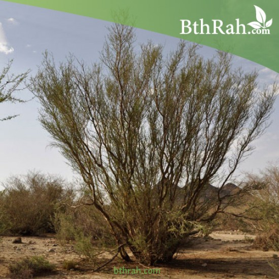 بذور شجرة السلم - Acacia ehrenbergiana بذور شجرة السلم - Acacia ehrenbergiana