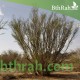 بذور شجرة السلم - Acacia ehrenbergiana بذور شجرة السلم - Acacia ehrenbergiana