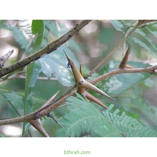 بذور شجرة السيال-Acacia johnwoodii بذور شجرة السيال-Acacia johnwoodii