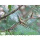 بذور شجرة السيال-Acacia johnwoodii بذور شجرة السيال-Acacia johnwoodii