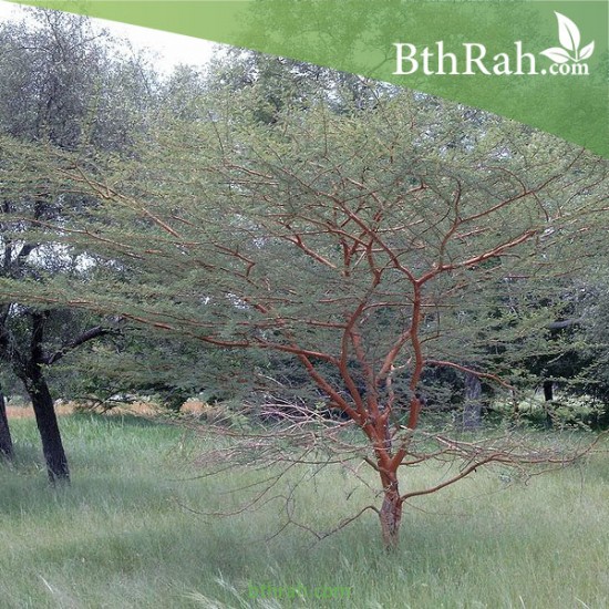 بذور شجرة السيال-Acacia johnwoodii بذور شجرة السيال-Acacia johnwoodii