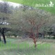 بذور شجرة السيال-Acacia johnwoodii بذور شجرة السيال-Acacia johnwoodii