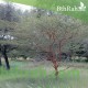 بذور شجرة السيال-Acacia johnwoodii بذور شجرة السيال-Acacia johnwoodii