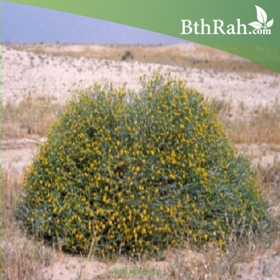 بذور نبات العرفج - Rhanterium epapposum