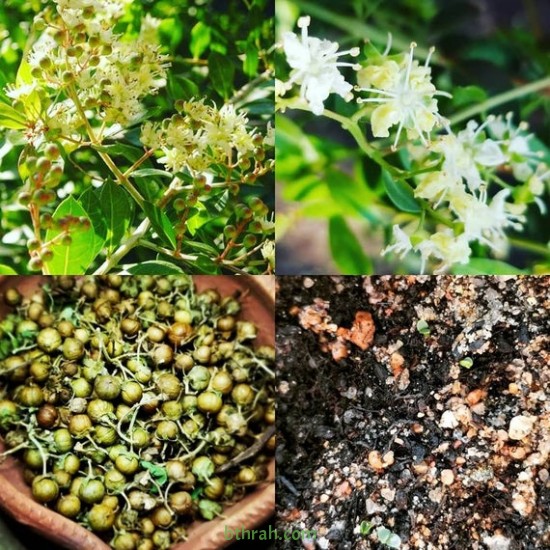 بذور شجرة الحناء - Lawsonia Inermis بذور شجرة الحناء - Lawsonia Inermis