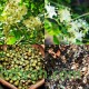 بذور شجرة الحناء - Lawsonia Inermis بذور شجرة الحناء - Lawsonia Inermis
