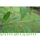 بذور شجرة الحناء - Lawsonia Inermis