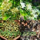 بذور شجرة الحناء - Lawsonia Inermis بذور شجرة الحناء - Lawsonia Inermis