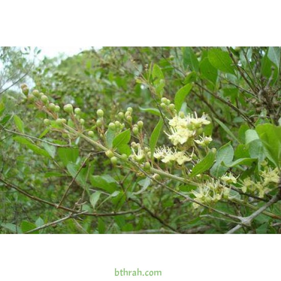 بذور شجرة الحناء - Lawsonia Inermis بذور شجرة الحناء - Lawsonia Inermis
