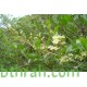 بذور شجرة الحناء - Lawsonia Inermis بذور شجرة الحناء - Lawsonia Inermis