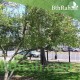 بذور شجرة الحناء - Lawsonia Inermis