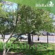 بذور شجرة الحناء - Lawsonia Inermis بذور شجرة الحناء - Lawsonia Inermis