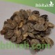 بذور الخزامى horwoodia dicksoniae turrill