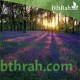 بذور الخزامى horwoodia dicksoniae turrill