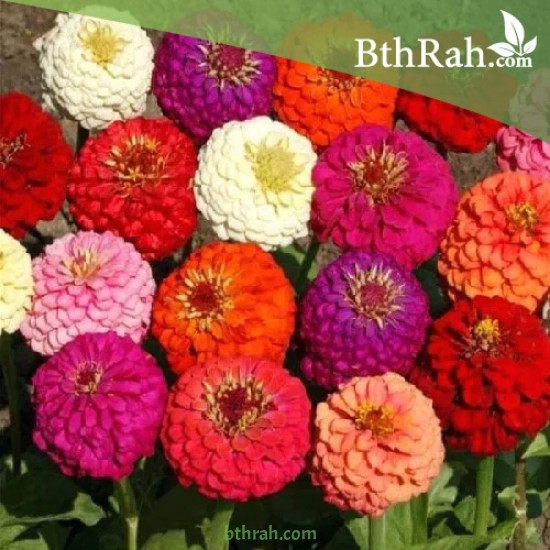 بذور زهور الزينيا (Zinnia elegans)